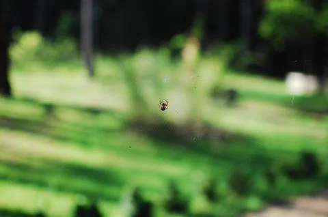 Spider Stock Photos