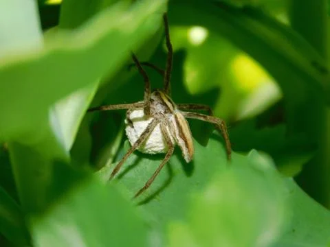 The spider Stock Photos