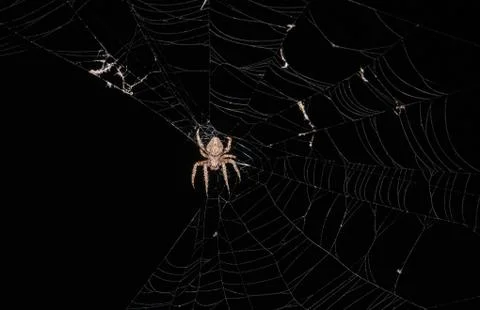 Spider Stock-Fotos