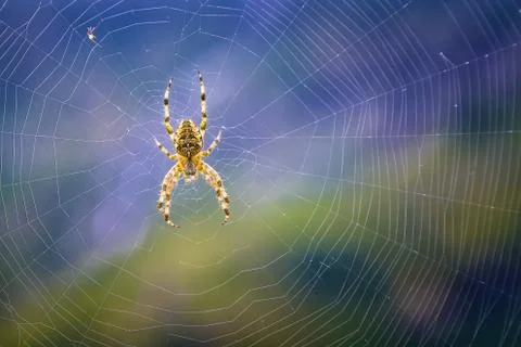 Spider Stock Photos
