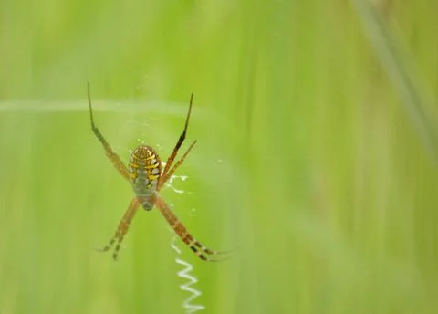 Spider Stock Photos