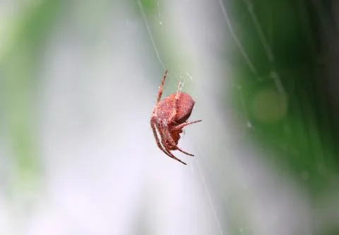 Spider Stock Photos
