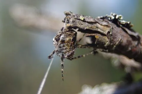 A Spider Stock Photos