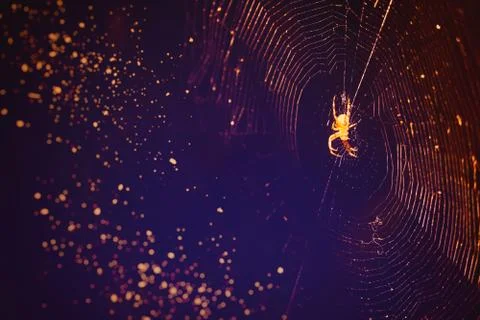 Spider 스톡 사진