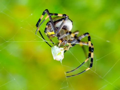 Spider. Stock Photos