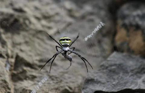 Spider Foto stock