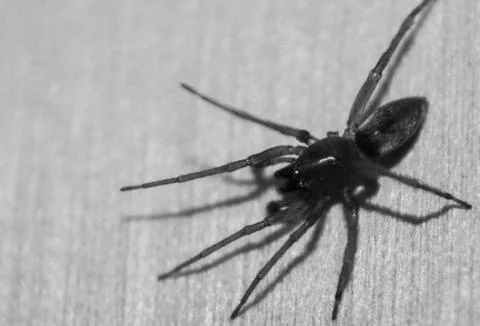 Spider Stock Photos