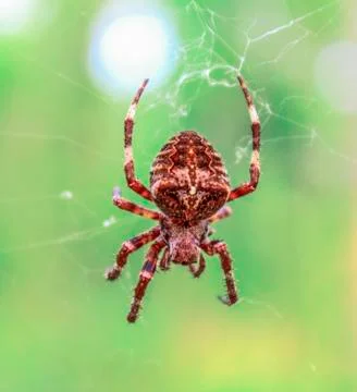 Spider Stock Photos