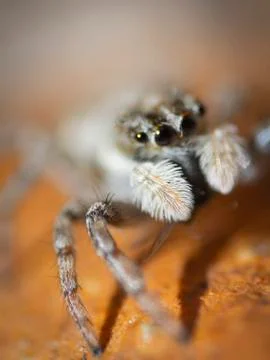 Spider Stock Photos