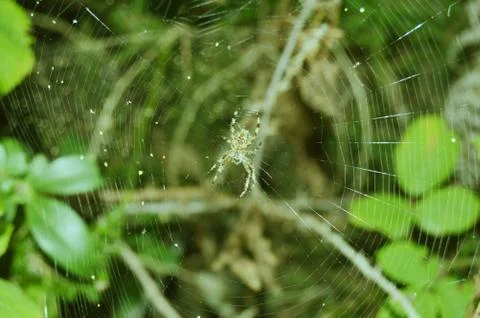 The spider Stock Photos