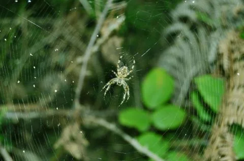 Spider Stock Photos