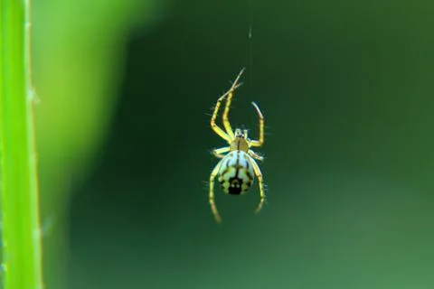 Spider 스톡 사진