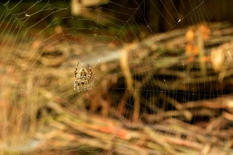 Spider Stock Photos