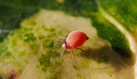 Spider Stock Photos