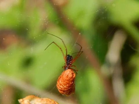 A spider Fotos de archivo