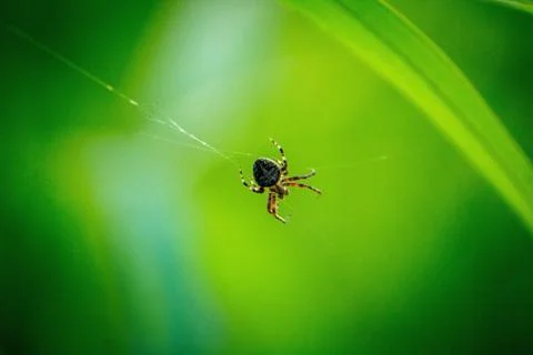 Spider Stock Photos