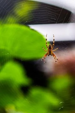 Spider Stock Photos