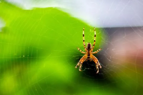 Spider Stock Photos