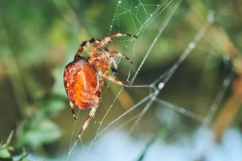 Spider Stock Photos