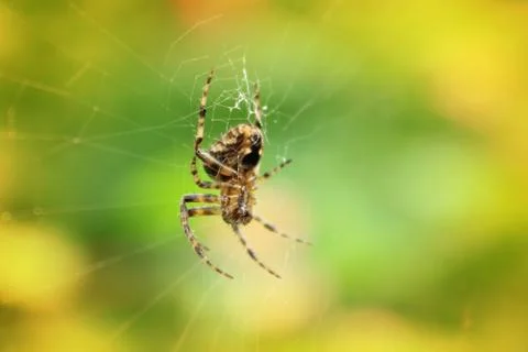 Spider Stock Photos