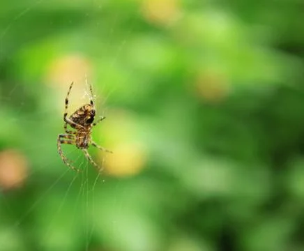 Spider Stock Photos