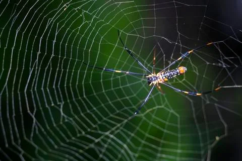 SPIDER Stock Photos