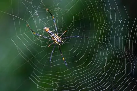 SPIDER Stock Photos