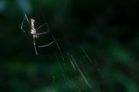 SPIDER Stock Photos
