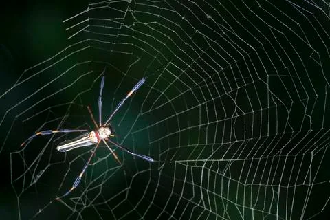SPIDER Stock Photos