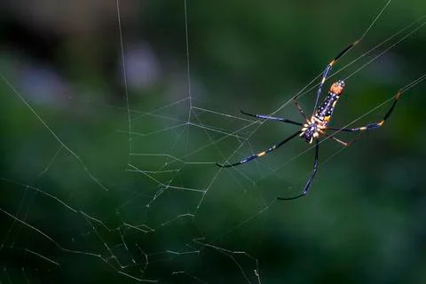 SPIDER Stock Photos