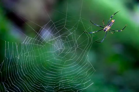 SPIDER Stock Photos