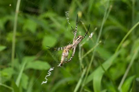 SPIDER Stock Photos