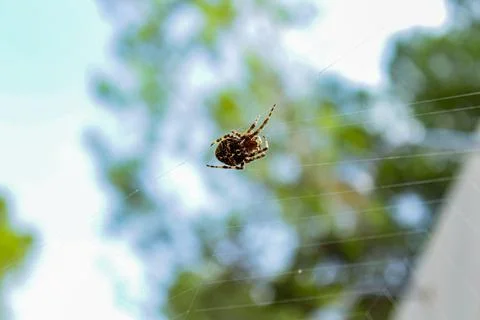 Spider Stock Photos