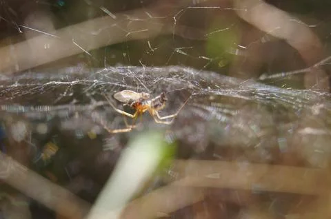 Spider Stock Photos