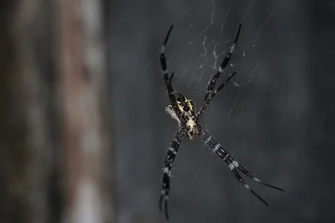 Spider Stock Photos