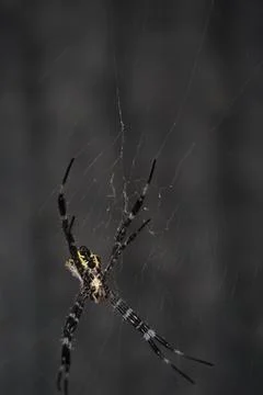 Spider Stock Photos