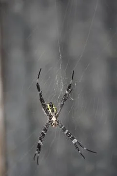 Spider Stock Photos