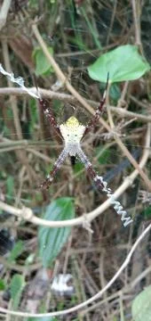 The Spider Stock Photos