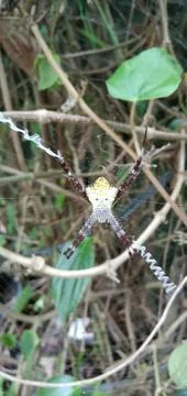 The Spider Stock-Fotos