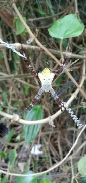 The Spider Stock-Fotos