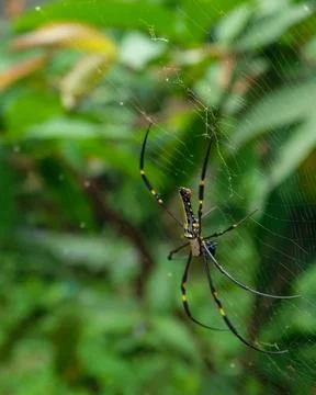 A spider Stock Photos