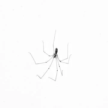 Spider Stock Photos