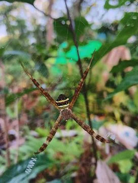 Spider Stock Photos