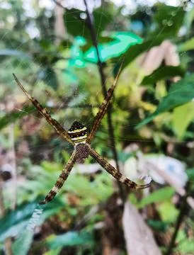 Spider Stock Photos