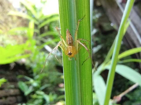 Spider Stock Photos