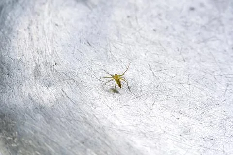 Spider 스톡 사진