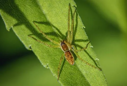 Spider Stock Photos