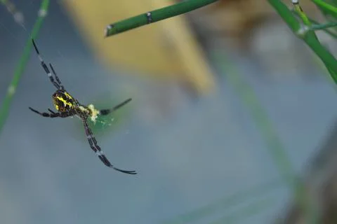 Spider Stock Photos