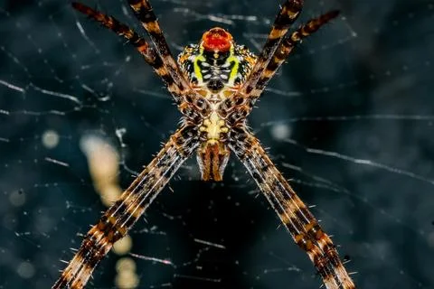 Spider Stock Photos