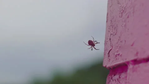 Spider in pink light outside 4K Stock Footage 159543310